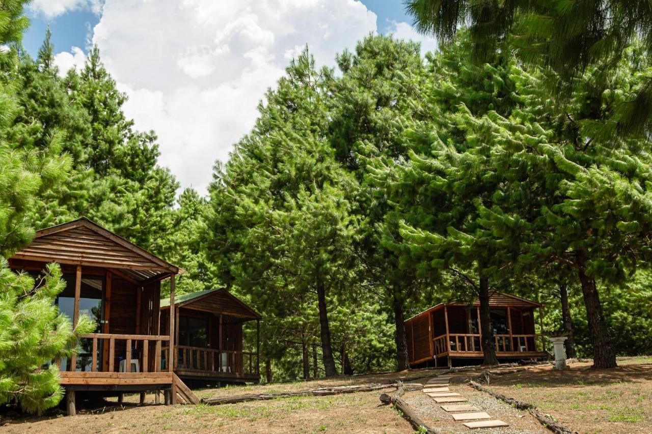 Dargle Forest Lodge المظهر الخارجي الصورة