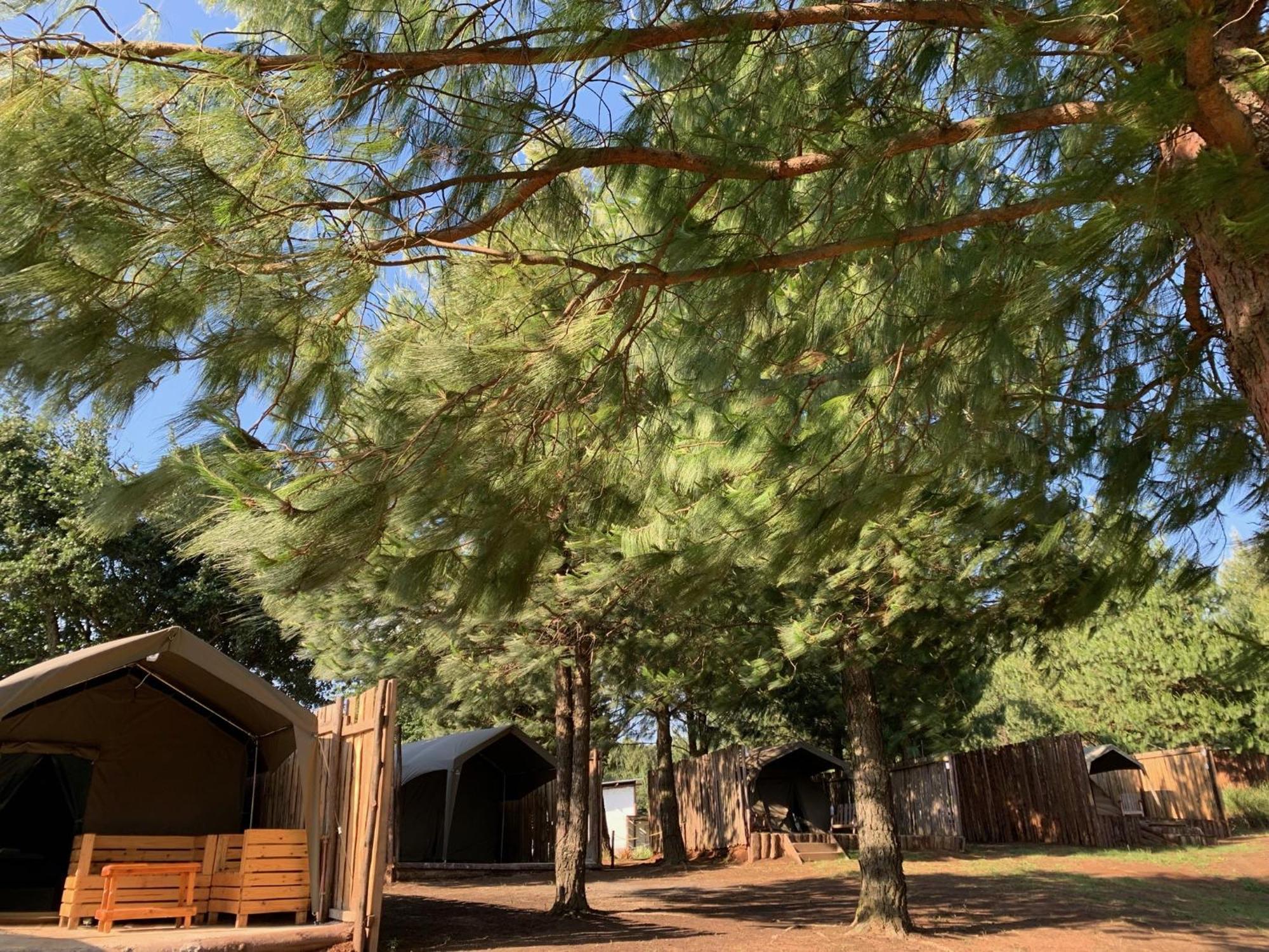 Dargle Forest Lodge الغرفة الصورة